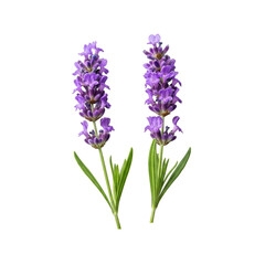 Two vibrant purple lavender sprigs with delicate florets and deep green leaves, isolated on a transparent background with ample copy space, soft studio light highlighting clear contours, concept of