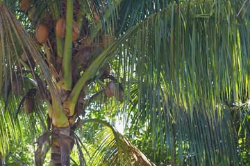 Coconut tree with ripe coconuts hanging among lush green leaves in a tropical setting