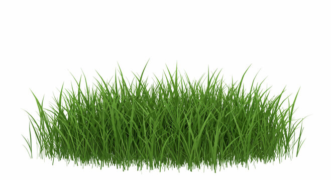 Lush green grass blades on a clean white background offering spring vitality