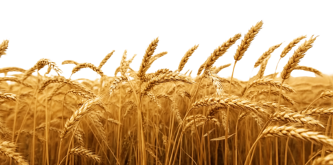 golden wheat field a harvest bounty, cutout