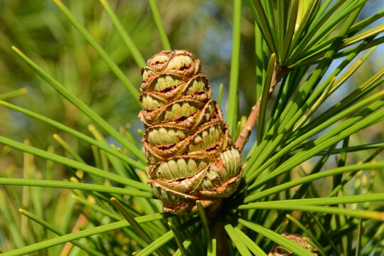 Close-up of female cone of Sciadopitys verticillata, known as Geumsong in Korea, a unique conifer from the Sciadopityaceae family. Valued for its ornamental and ecological significance. Photographed i