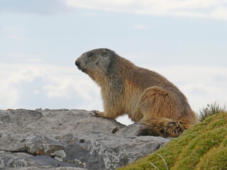 Alpine Marmot on Rocky Outcrop in the Pyrenees