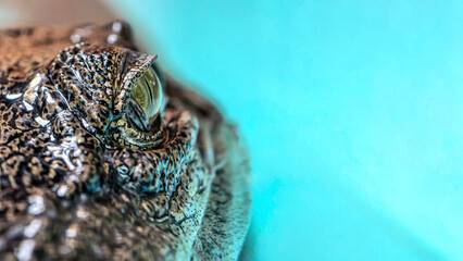 Close-up shot of the crocodile's eyes and textured skin on a bright blue background