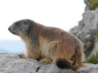 Close-Up of Alpine Marmot on Rocky Ledge