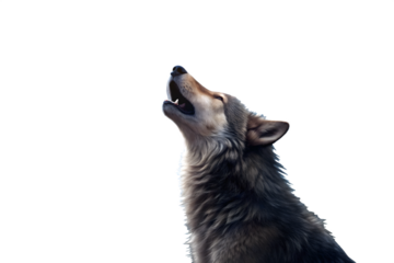 A majestic gray wolf howling with its head tilted back and mouth open, isolated on a transparent background, conveying a sense of wildness and communication