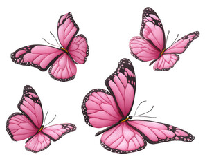 Four pink butterflies in flight