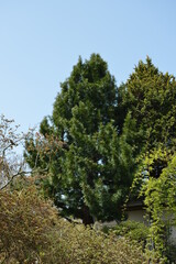 Sciadopitys verticillata, Geumsong full view of rare evergreen conifer in the Sciadopityaceae family. Photographed in Korea.

