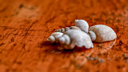 Close-up of small, weathered seashells resting on a textured, orange-brown surface.
