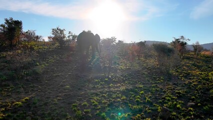 Sunset Safari Tour In Etosha National Park Namibia. Wildlife Scene Of Big Five Animals In A African...