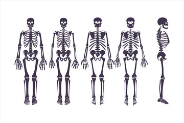 Human skeletal anatomy set showing different body types. Vector illustration of skeletons with varying BMI for medical infographics or obesity concepts.