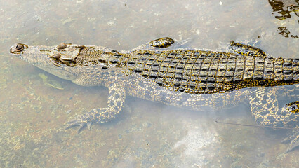 A crocodile submerged in murky water, showing its scaly body and head.