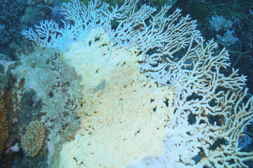 Coral bleaching reveals the fragility of marine ecosystems and highlights the urgent need for conservation efforts