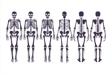 Human skeletal anatomy set showing different body types. Vector illustration of skeletons with varying BMI for medical infographics or obesity concepts.