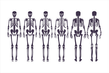 Human skeletal anatomy set showing different body types. Vector illustration of skeletons with varying BMI for medical infographics or obesity concepts.