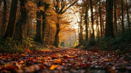 Fototapeta premium Scenic autumn forest path covered with fallen leaves surrounded by golden trees in warm sunset light