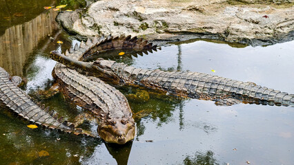 Several crocodiles resting in a shallow pond, their scales and bodies reflected in the water.