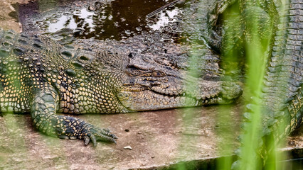 Two large crocodiles resting side-by-side on a muddy, textured surface, basking in the sun.