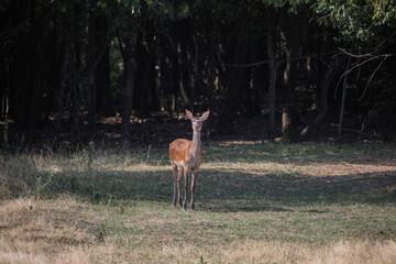 red deer in the forest