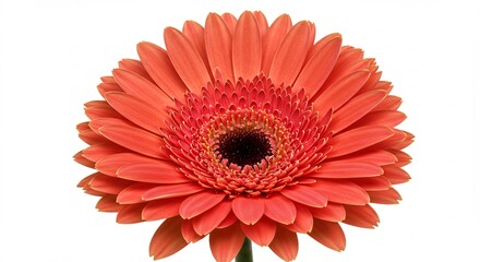 Levendige oranje gerbera straalt warmte uit zachte belichting. AI Generated