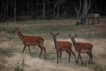 red deer in the forest