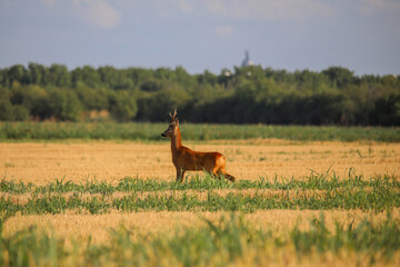 roe deer
