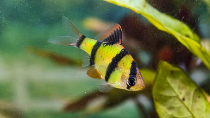 A close-up view of a vibrant tiger barb fish swimming in an aquarium, near green plants.