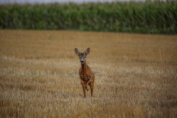 roe deer