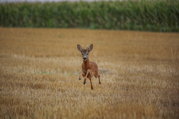 roe deer © Aleksa