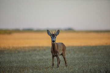 roe deer