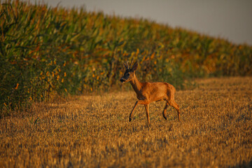 roe deer