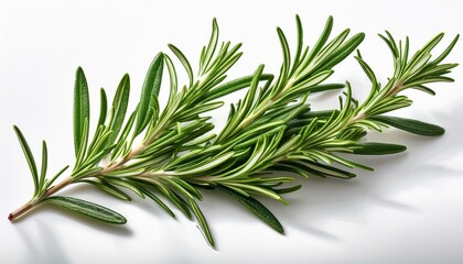 Fototapeta premium vibrant green rosemary sprig illustration on white