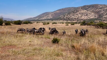 Safari Tour In Etosha National Park Namibia. Wildness Safari Scene Of Game Drive With Big Five Animals. Nature Clouds Sky Sky Forest. Nature Panoramic. Etosha National Park.