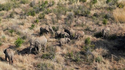 Safari Trip In Kruger National Park South Africa. Wildness Safari Scene Of Game Drive With Big Five Animals. Countryside Dramatic Sky Rural Field. Agronomy Rural Panoramic Sky. Kruger National Park.