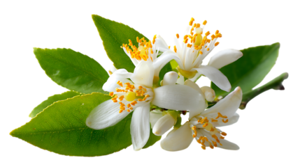 A close up shot of delicate white citrus blossoms with bright yellow stamens clustered together, surrounded by vibrant green leaves with visible veins.