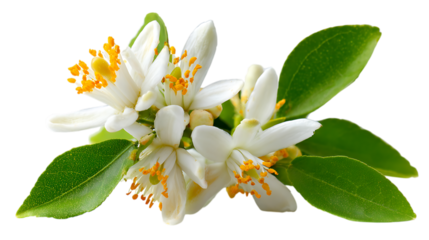 A close up shot of delicate white citrus blossoms with bright yellow stamens clustered together, surrounded by vibrant green leaves with visible veins.