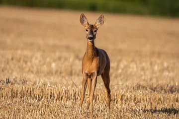 Fotobehang Ree Roe deer doe standing in field and looking at the camera  © Dusan