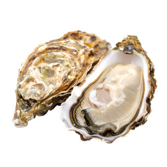 Fresh Raw Oyster on the Half Shell Isolated on White Background isolated on white background 