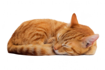 A cute little ginger cat sleeping on a white background, png, transparent
