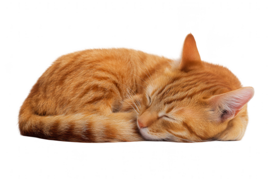 A cute little ginger cat sleeping on a white background, png, transparent