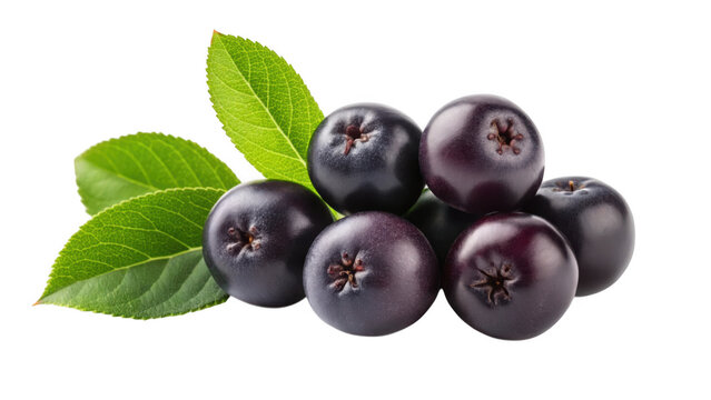 Aronia berries with green leaves isolated on transparent background