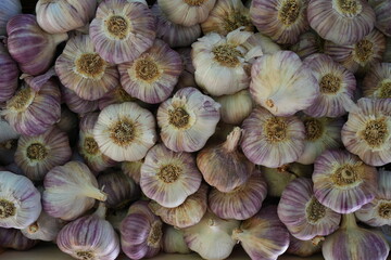 Fresh purple garlic heads at a farmers market in Provence, France
