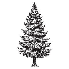 Fototapeta premium Vintage Pine Tree Illustration for Forestry and Nature Design