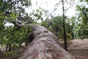tree trunk