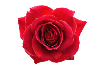 Red rose flower isolated on a white background, png, transparent