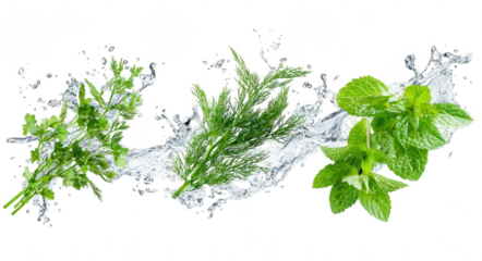 Set of fresh herbs, dill leaves, and mint with water splash, png, transparent