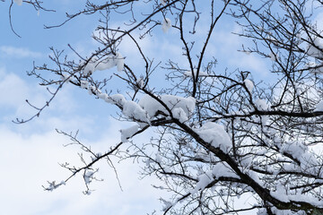 Blue sky and snow-covered tree branches