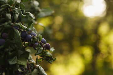 ripening blackthorn berries at sunset