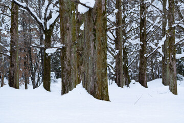 Winter scenery of a tree-lined avenue covered with snow