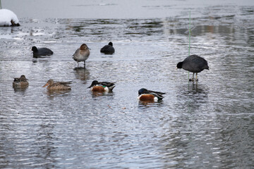 A flock of coots and ducks gathered at a winter pond in Asia