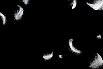 White feather isolated on a black background.